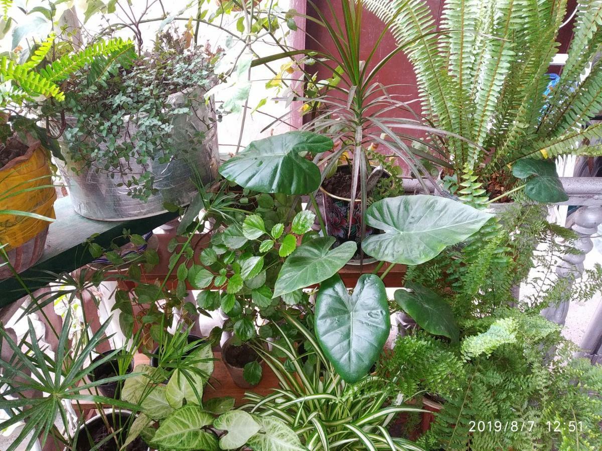 קוטאיסי Downtown Guest House מראה חיצוני תמונה