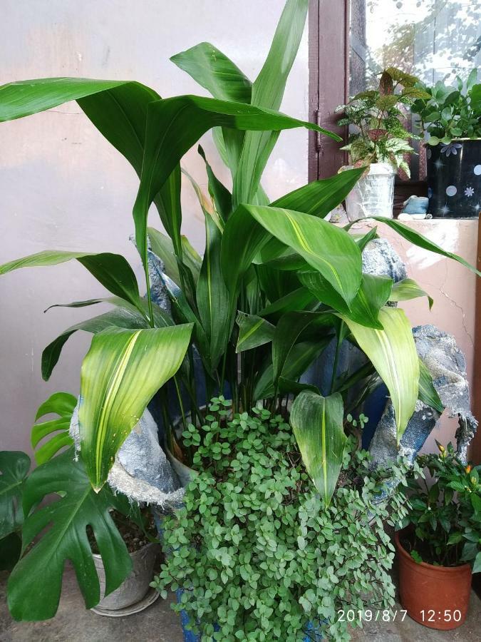קוטאיסי Downtown Guest House מראה חיצוני תמונה